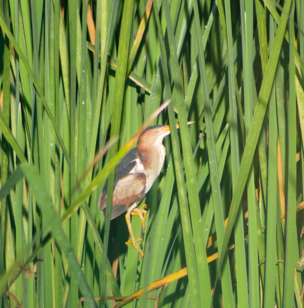 Least Bittern - ML646094316