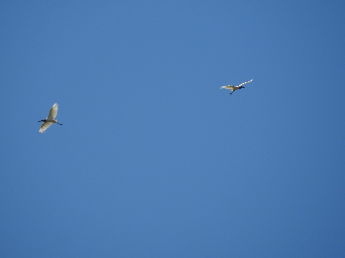 Amerika Jabirusu - ML646094325