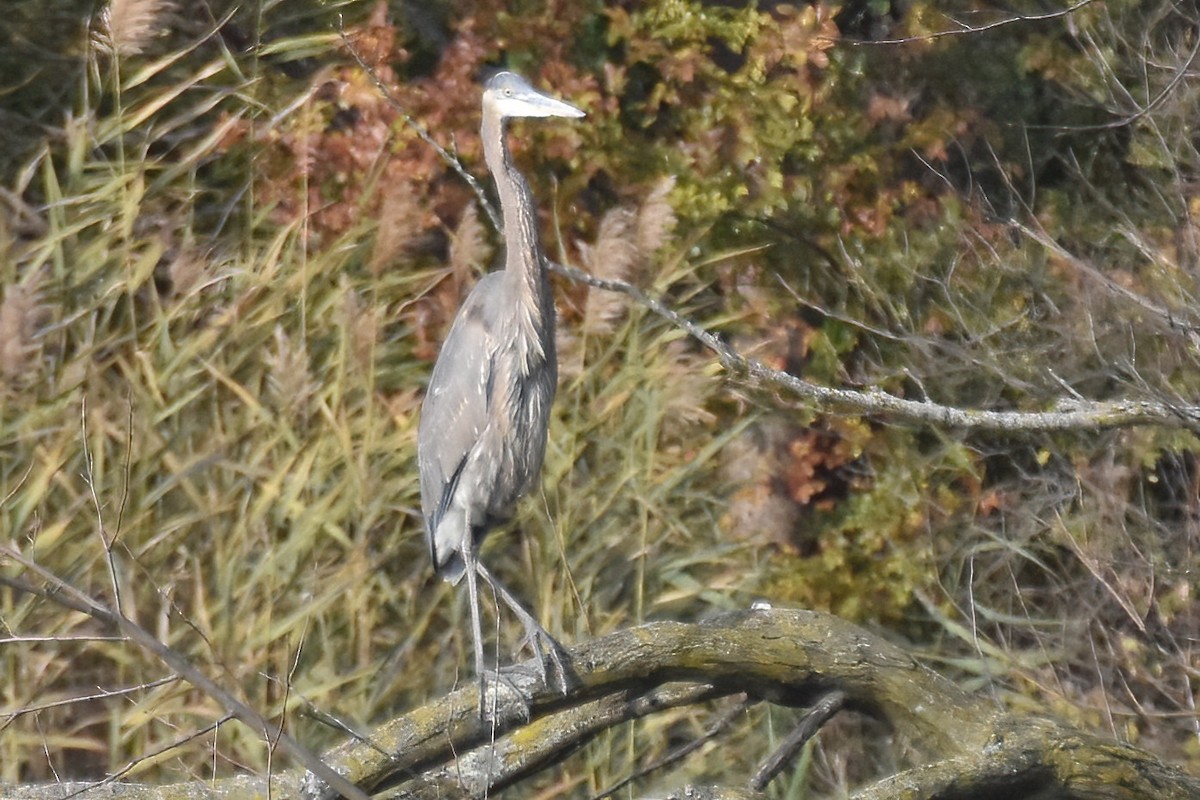 herodiashegre - ML646094330