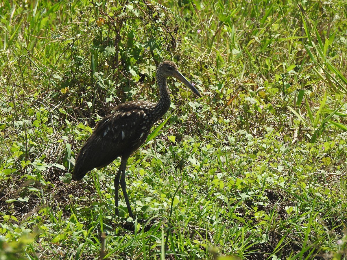 Limpkin - ML646094332