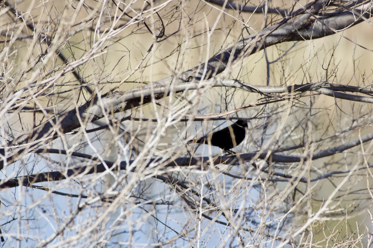 rødvingetrupial - ML646094333