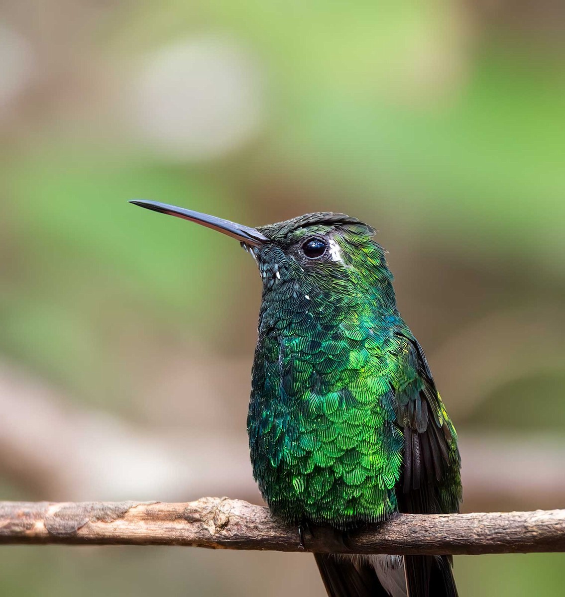 Cuban Emerald - ML646094334
