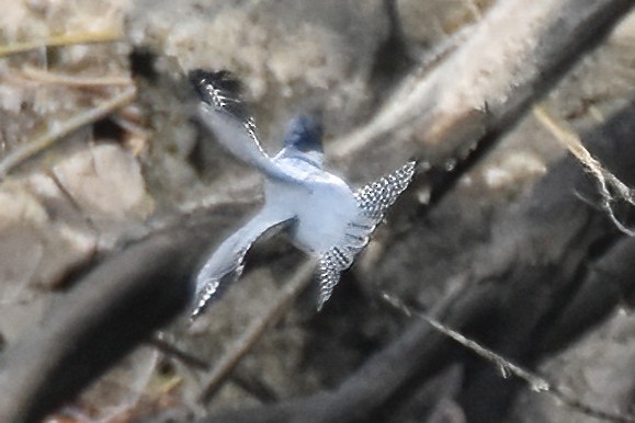 Belted Kingfisher - ML646094335