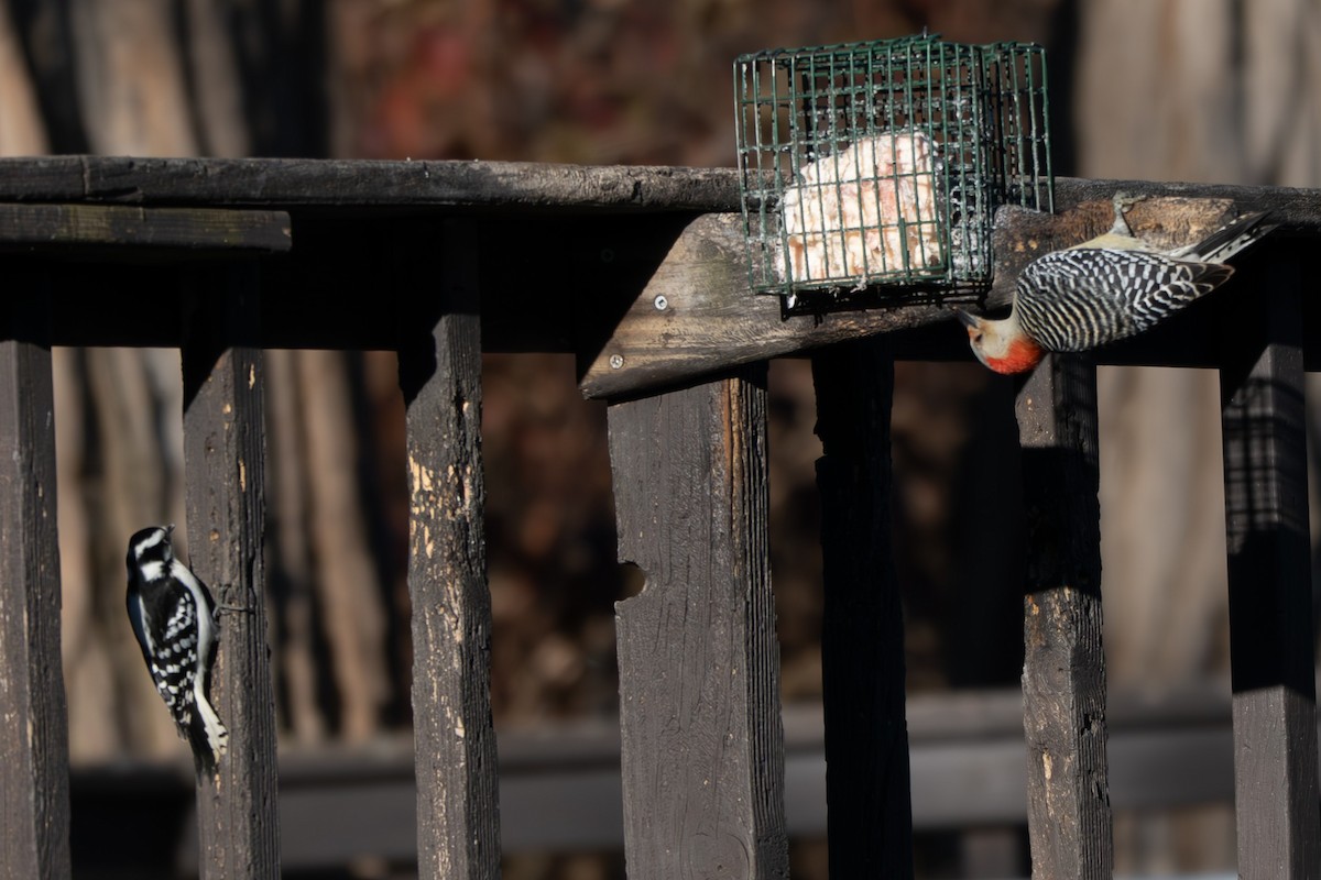 Каролинский дятел - ML646094336