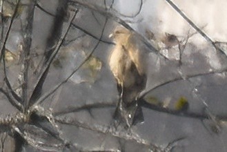 Yellow-headed Caracara - ML646094338