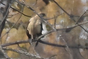 Yellow-headed Caracara - ML646094339
