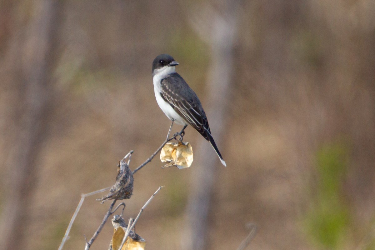 טירן מזרחי - ML646094350