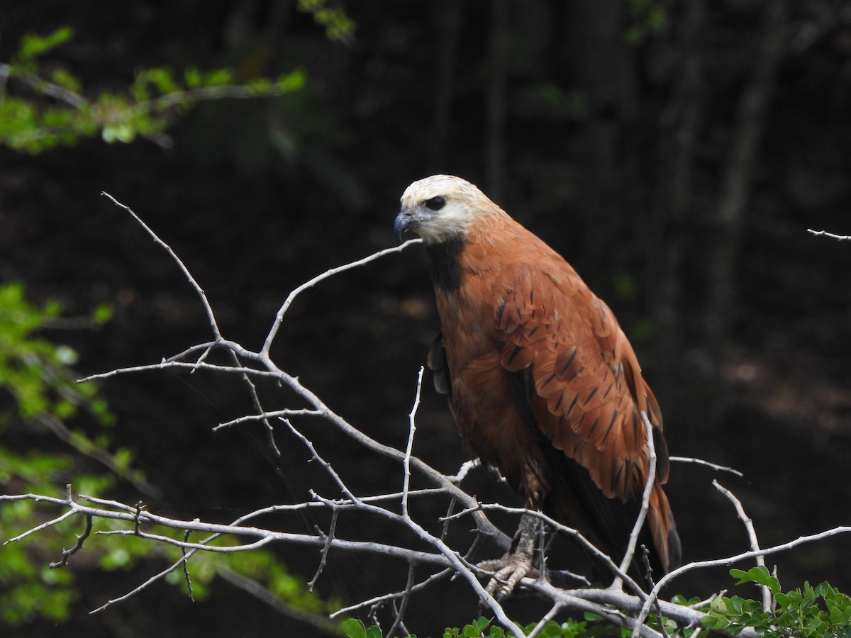 Kara Boyunlu Şahin - ML646094357