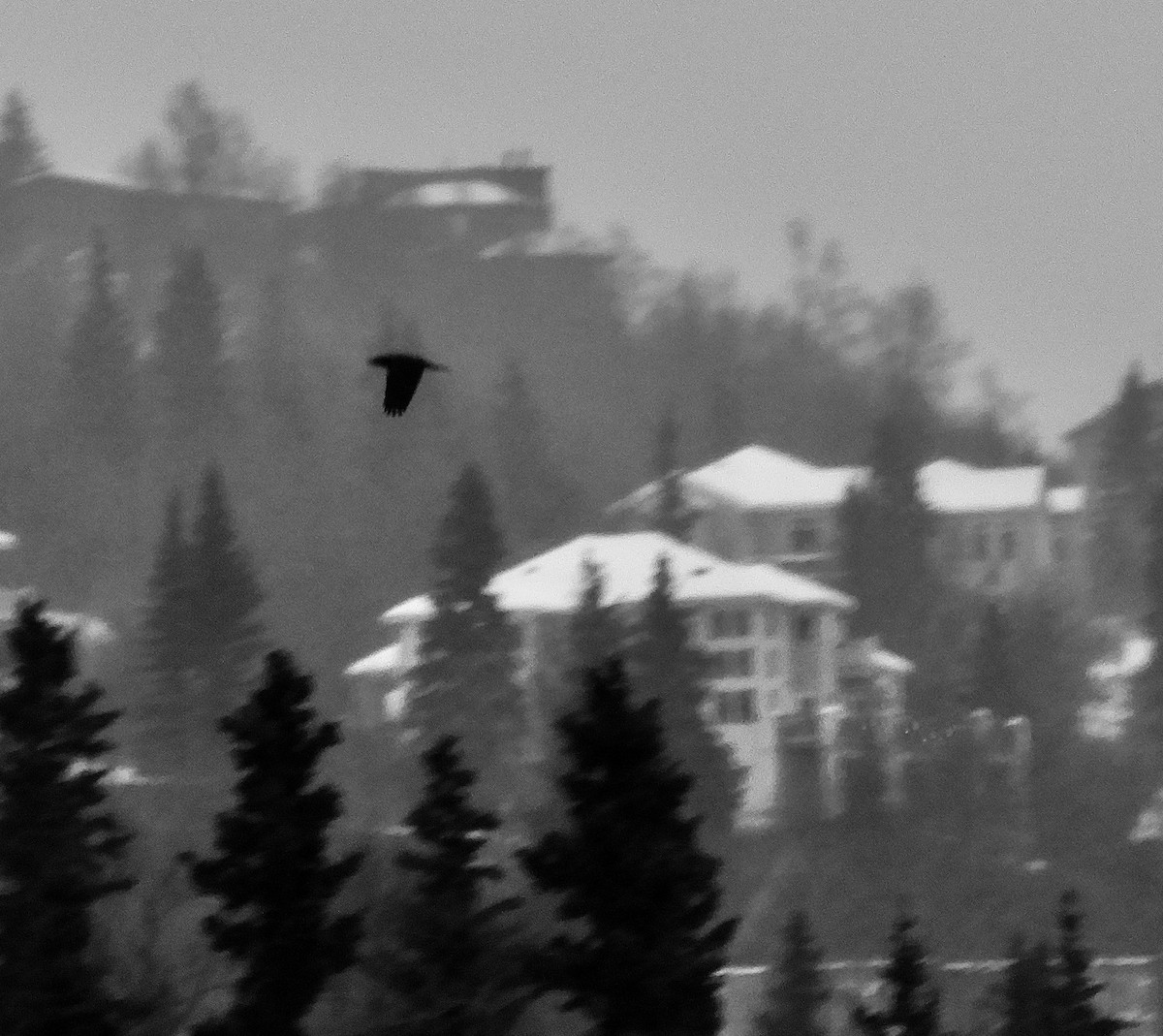 Erroi handia - ML646094358