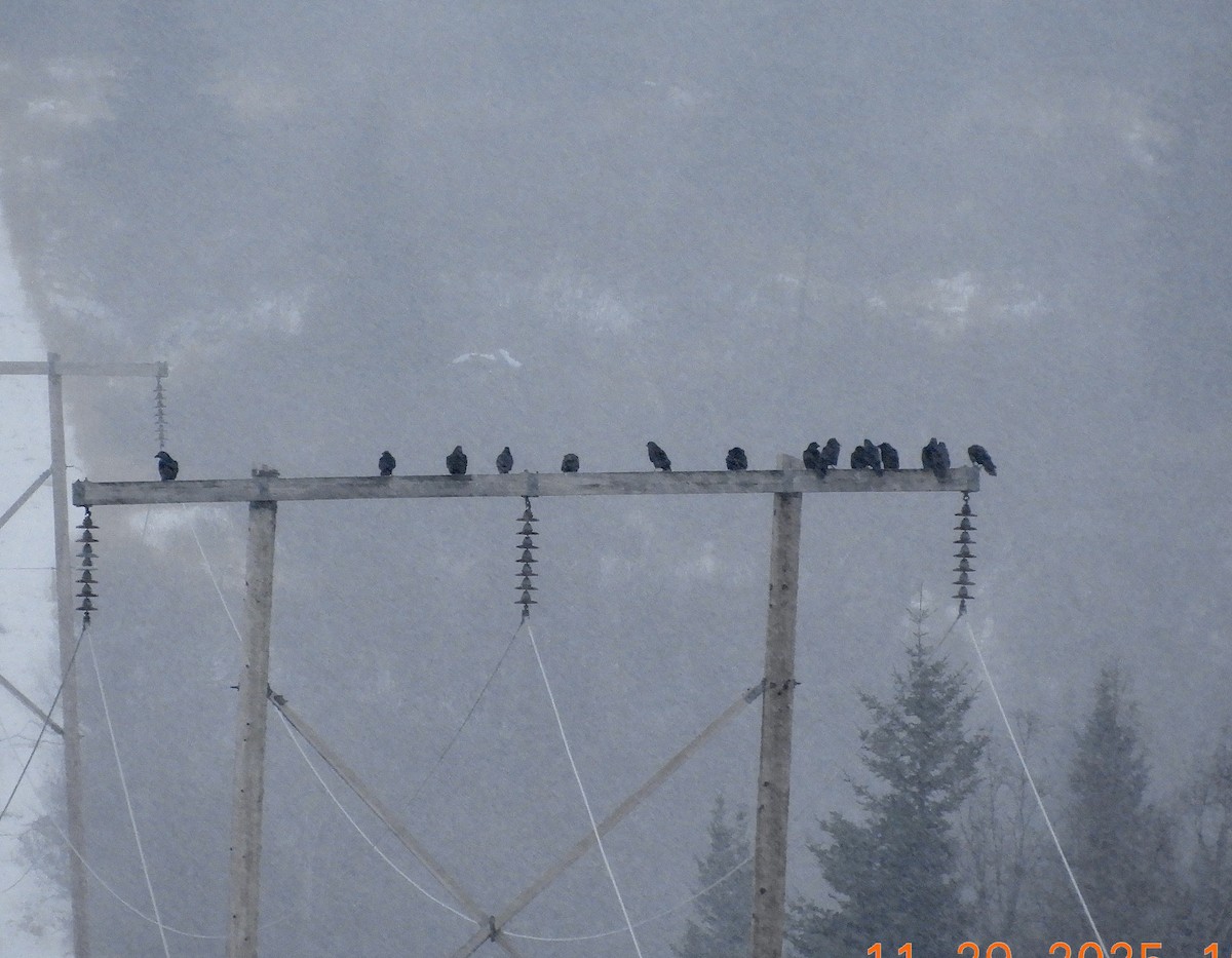 Erroi handia - ML646094359