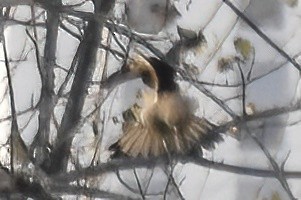Yellow-headed Caracara - ML646094363