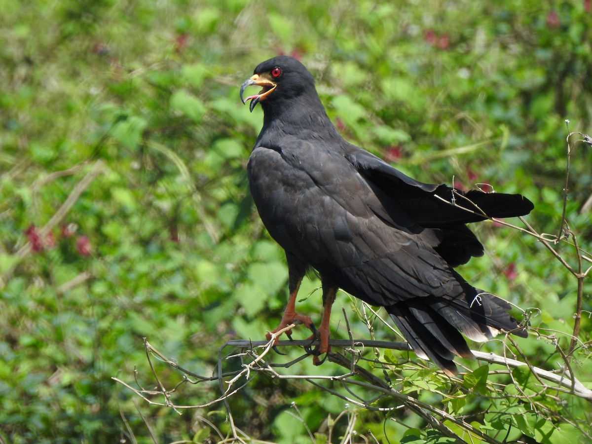 Salyangoz Çaylağı - ML646094366