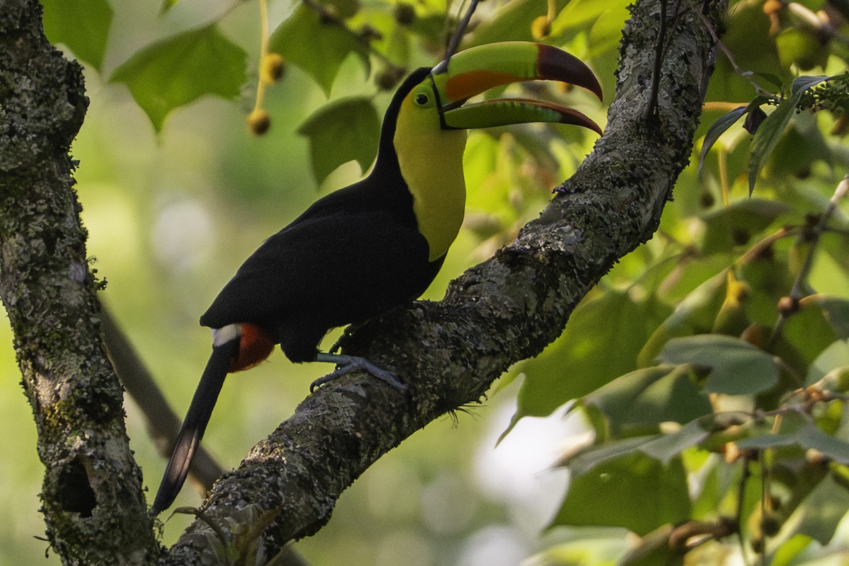 Keel-billed Toucan - ML646094367