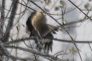 Yellow-headed Caracara - ML646094369