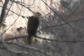 Yellow-headed Caracara - ML646094370