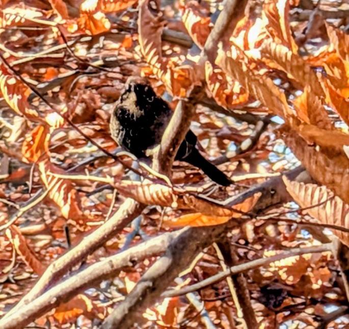 Rusty Blackbird - ML646094372