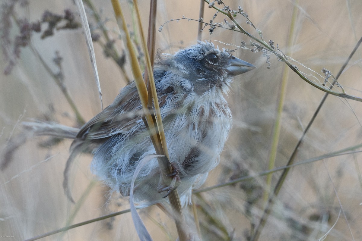 Горобцеподібні sp. - ML646094373