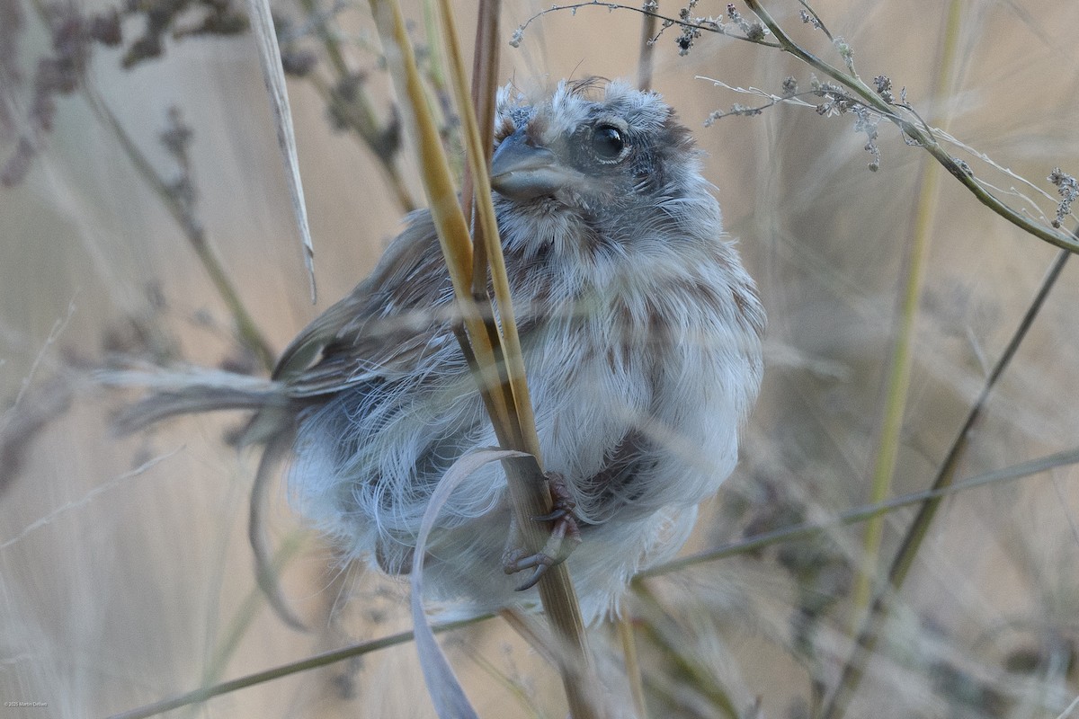 Горобцеподібні sp. - ML646094374