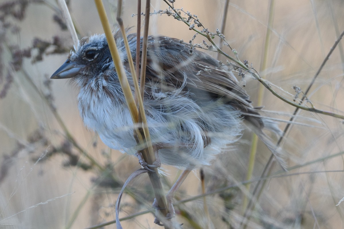 Горобцеподібні sp. - ML646094375