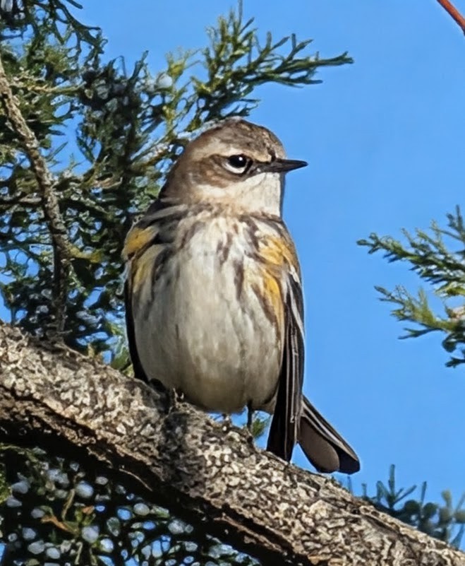 Yellow-rumped Warbler - ML646094378