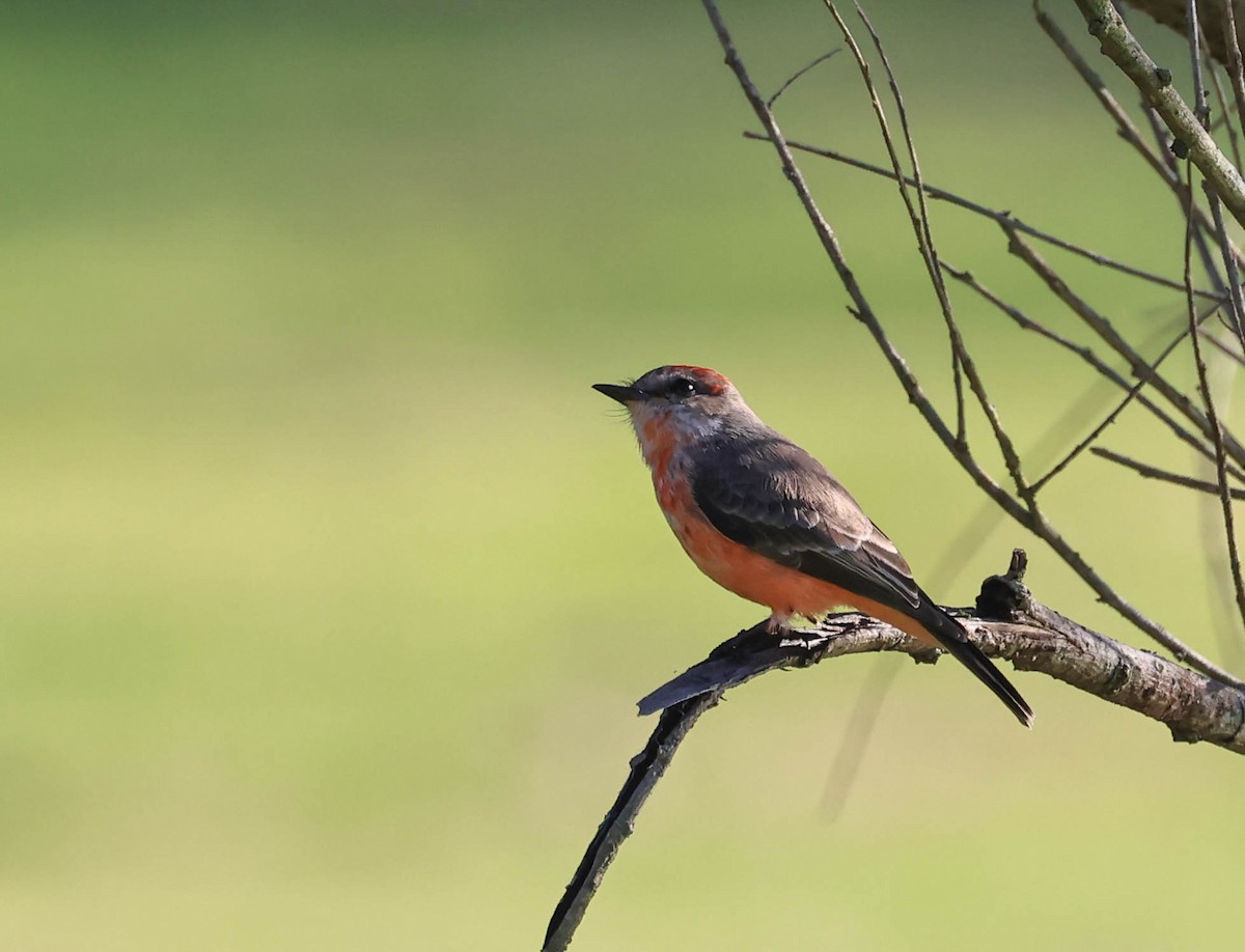 rubintyrann - ML646094384