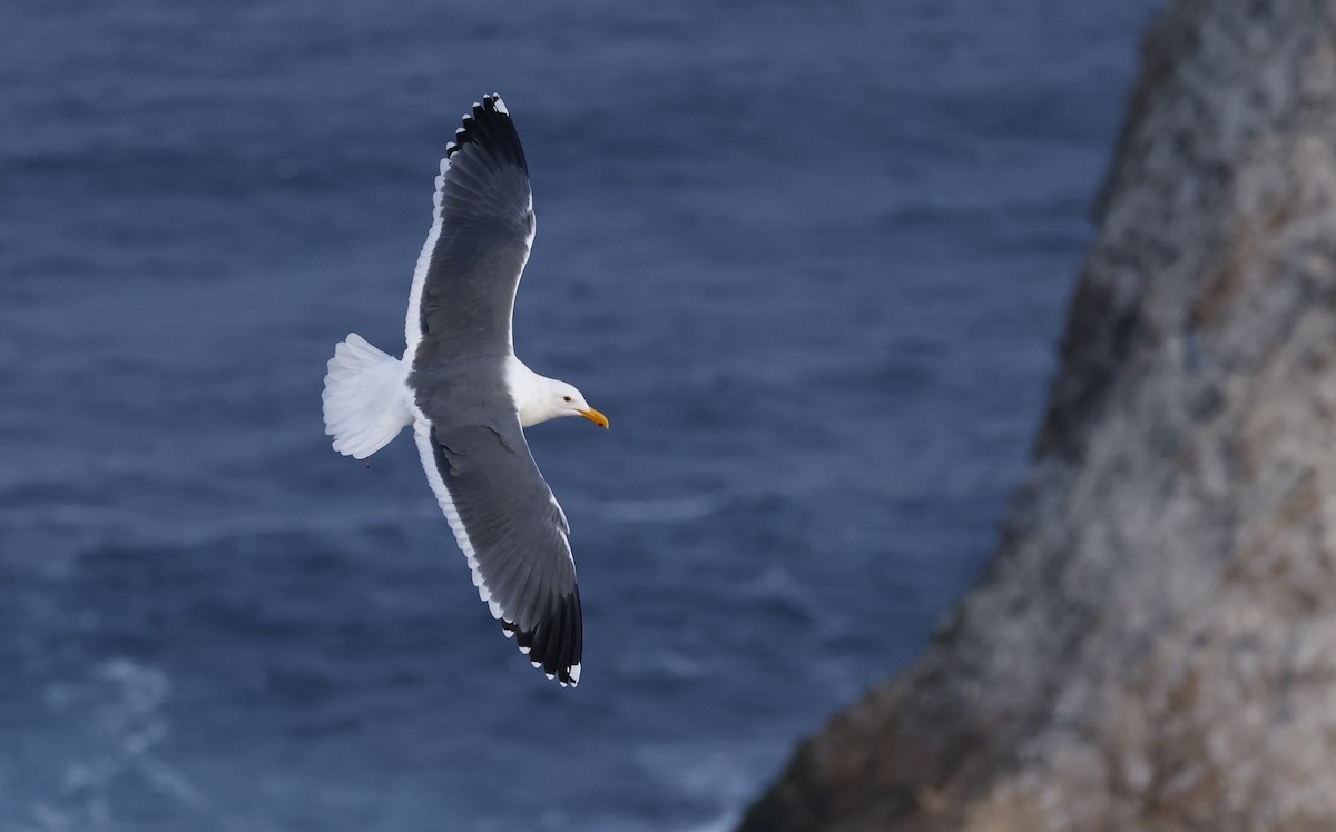 kaliforniasvartbak - ML646094385