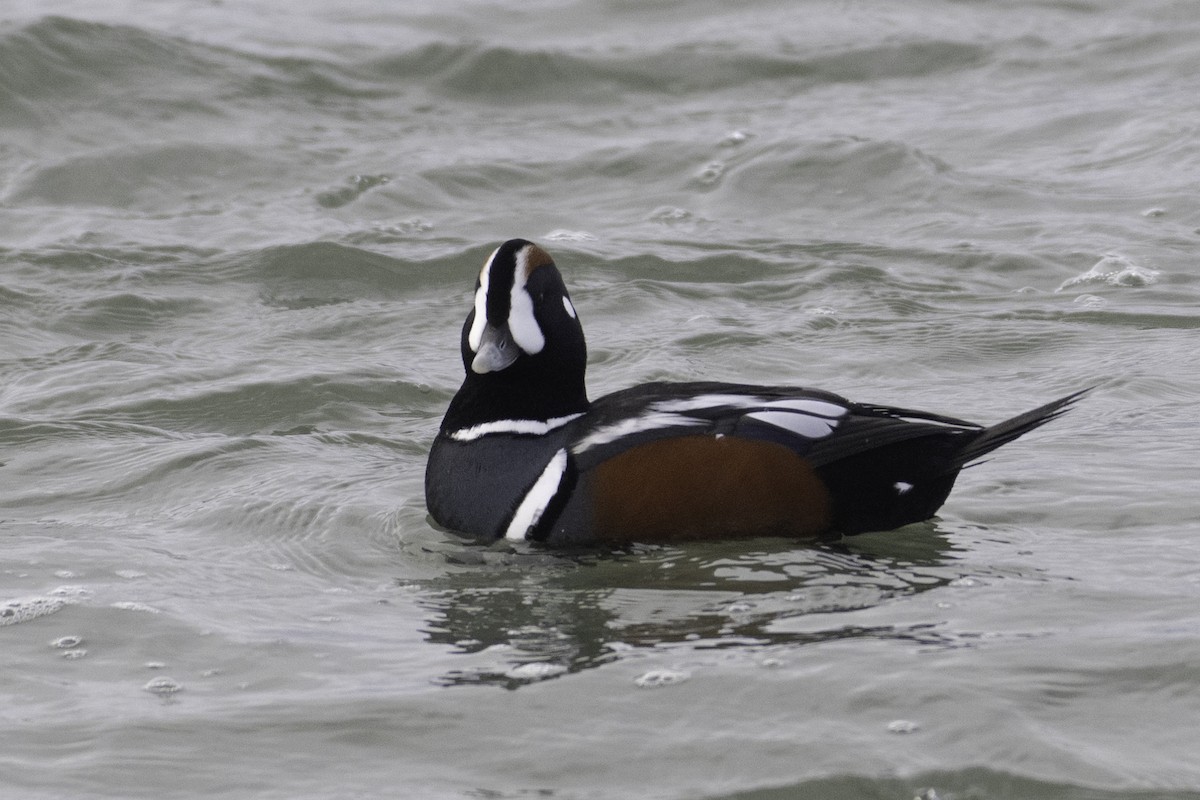Harlequin Duck - ML646094387