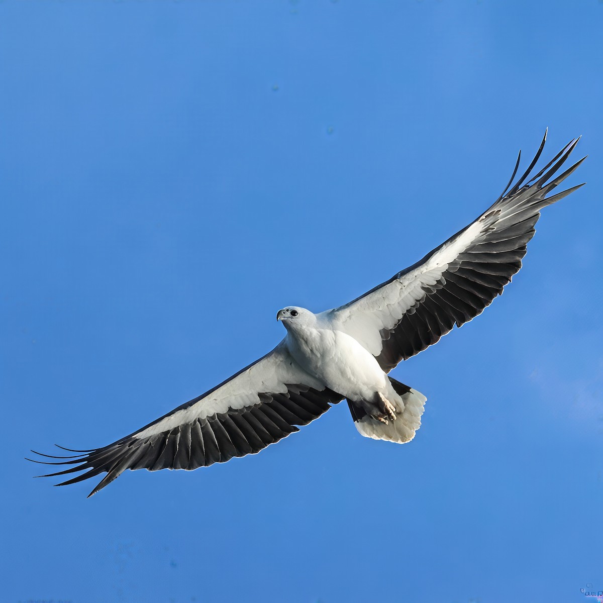 hvitbukhavørn - ML646094388