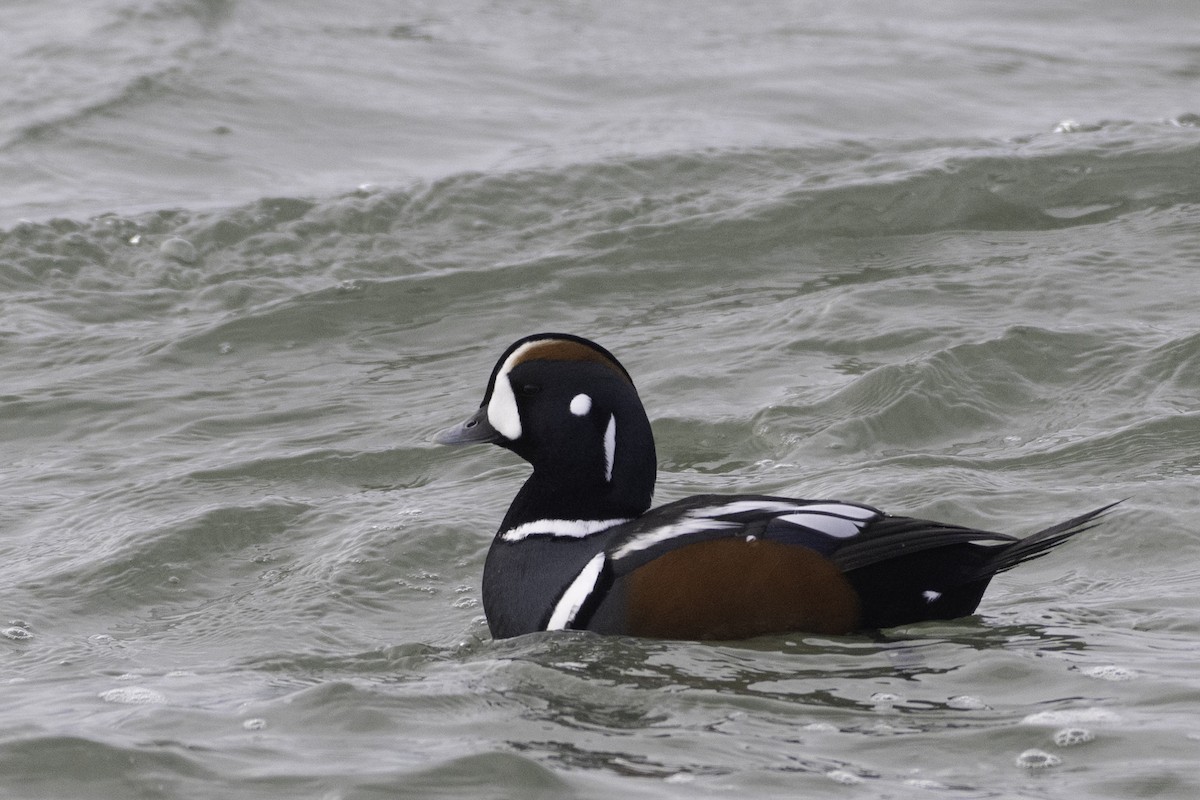 Harlequin Duck - ML646094389