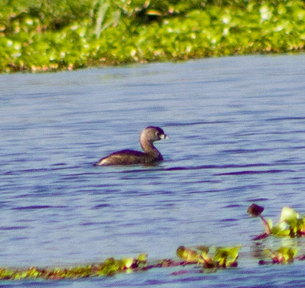 ringnebbdykker - ML646094390