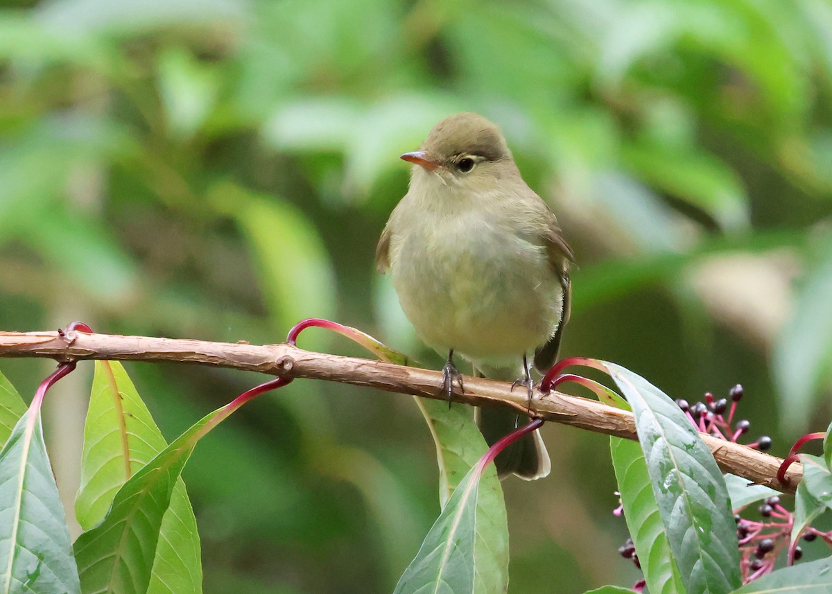 møllparula - ML646094391