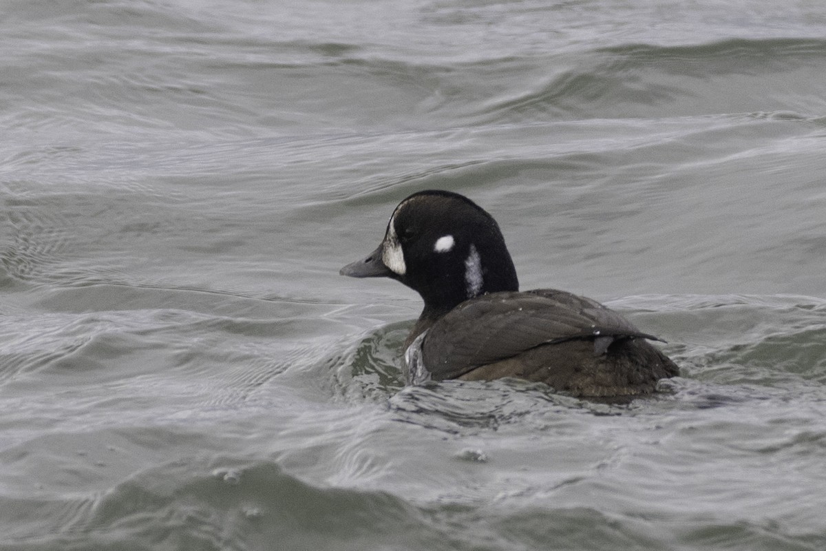 Harlequin Duck - ML646094392