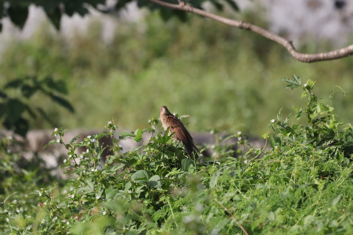 småsporegjøk - ML646094393