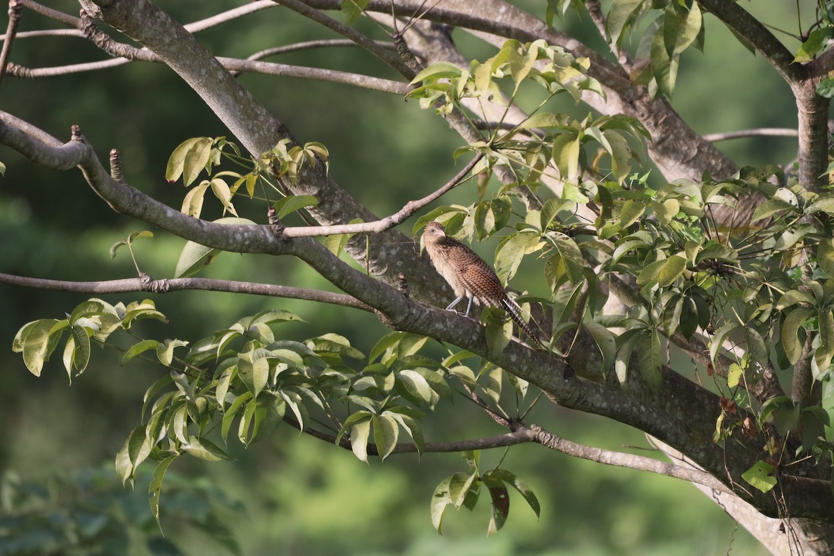 småsporegjøk - ML646094394