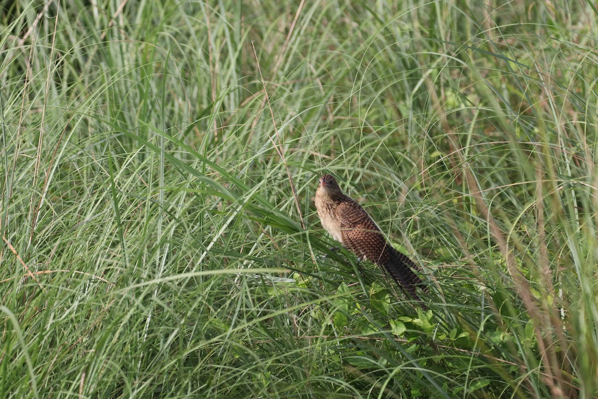 småsporegjøk - ML646094395