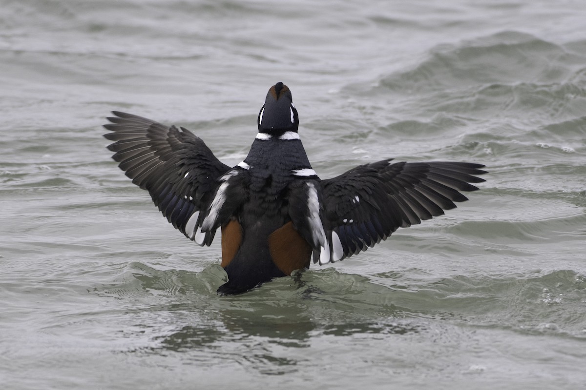 Harlequin Duck - ML646094396
