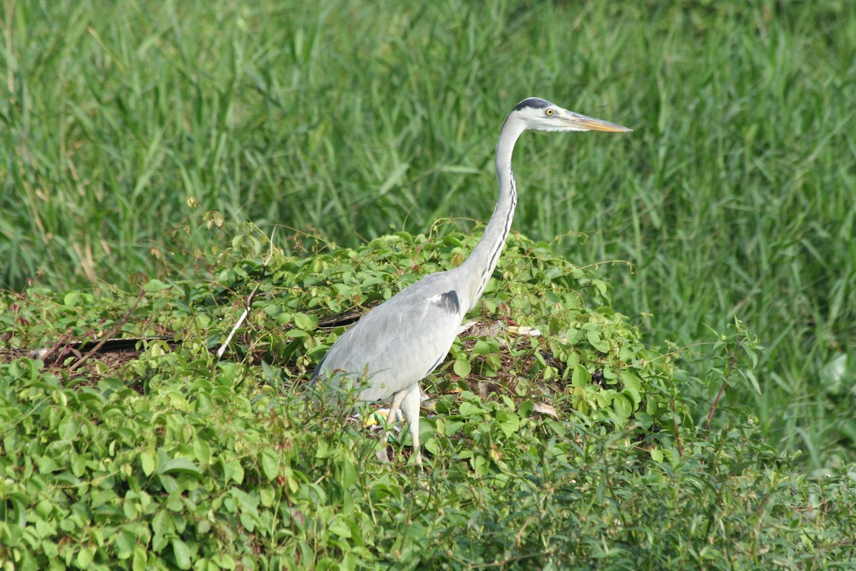 gråhegre - ML646094397