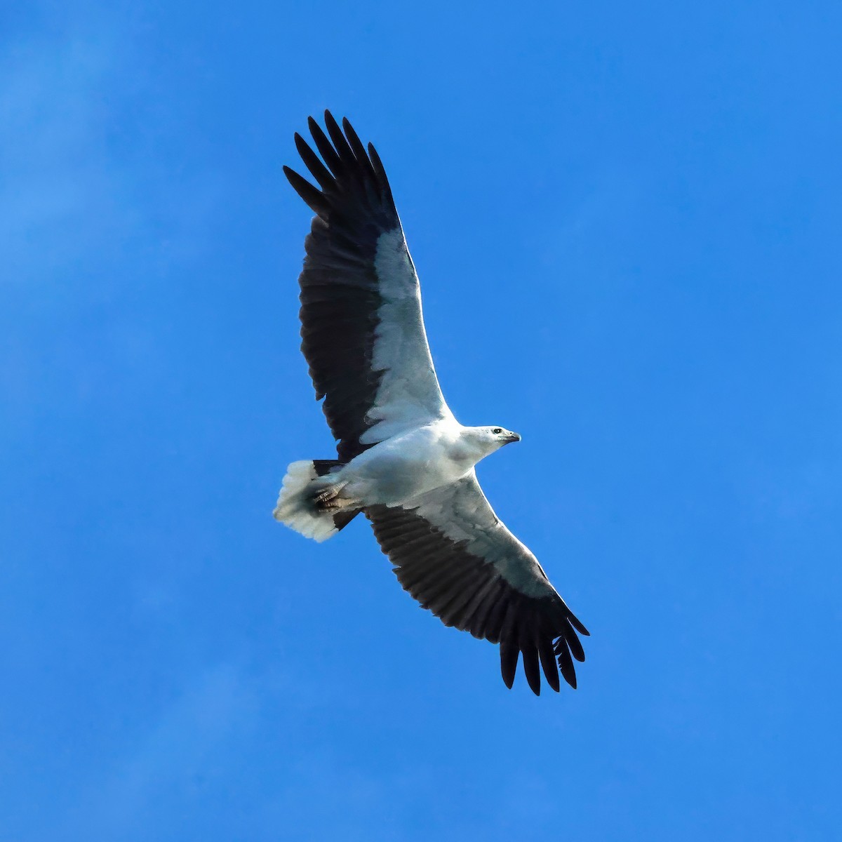 hvitbukhavørn - ML646094398