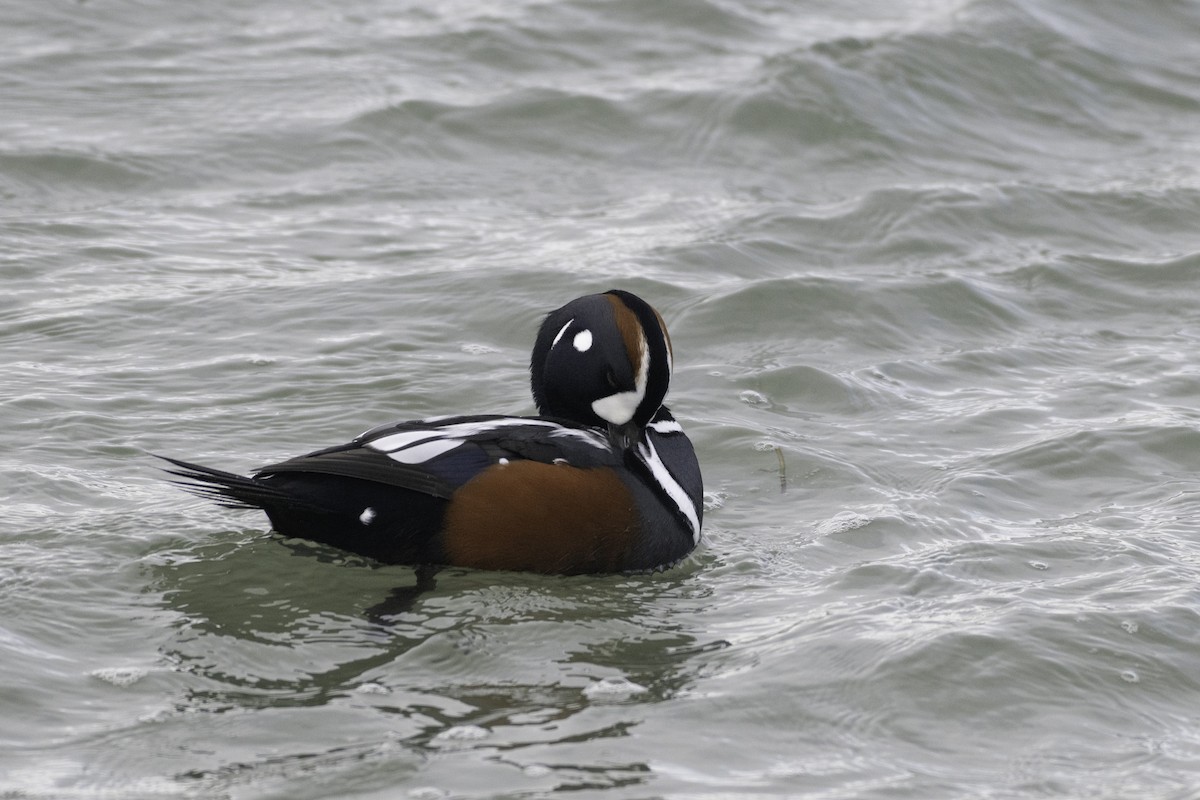 Harlequin Duck - ML646094399