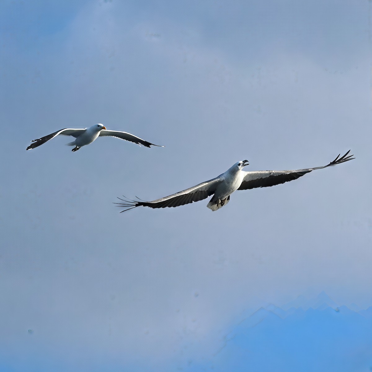 hvitbukhavørn - ML646094400