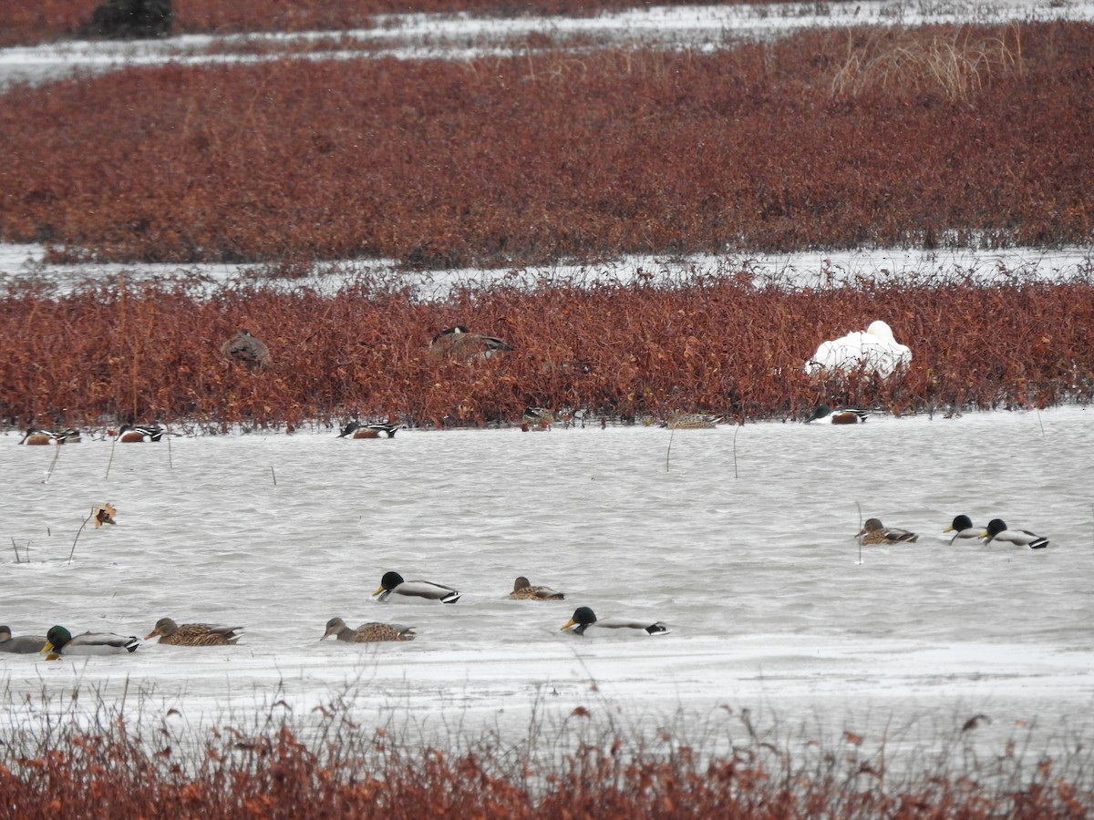 stokkand - ML646094401