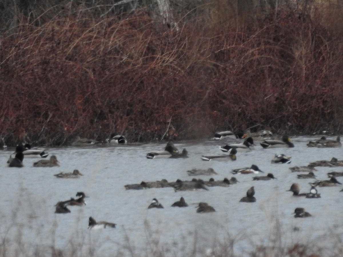 stokkand - ML646094402