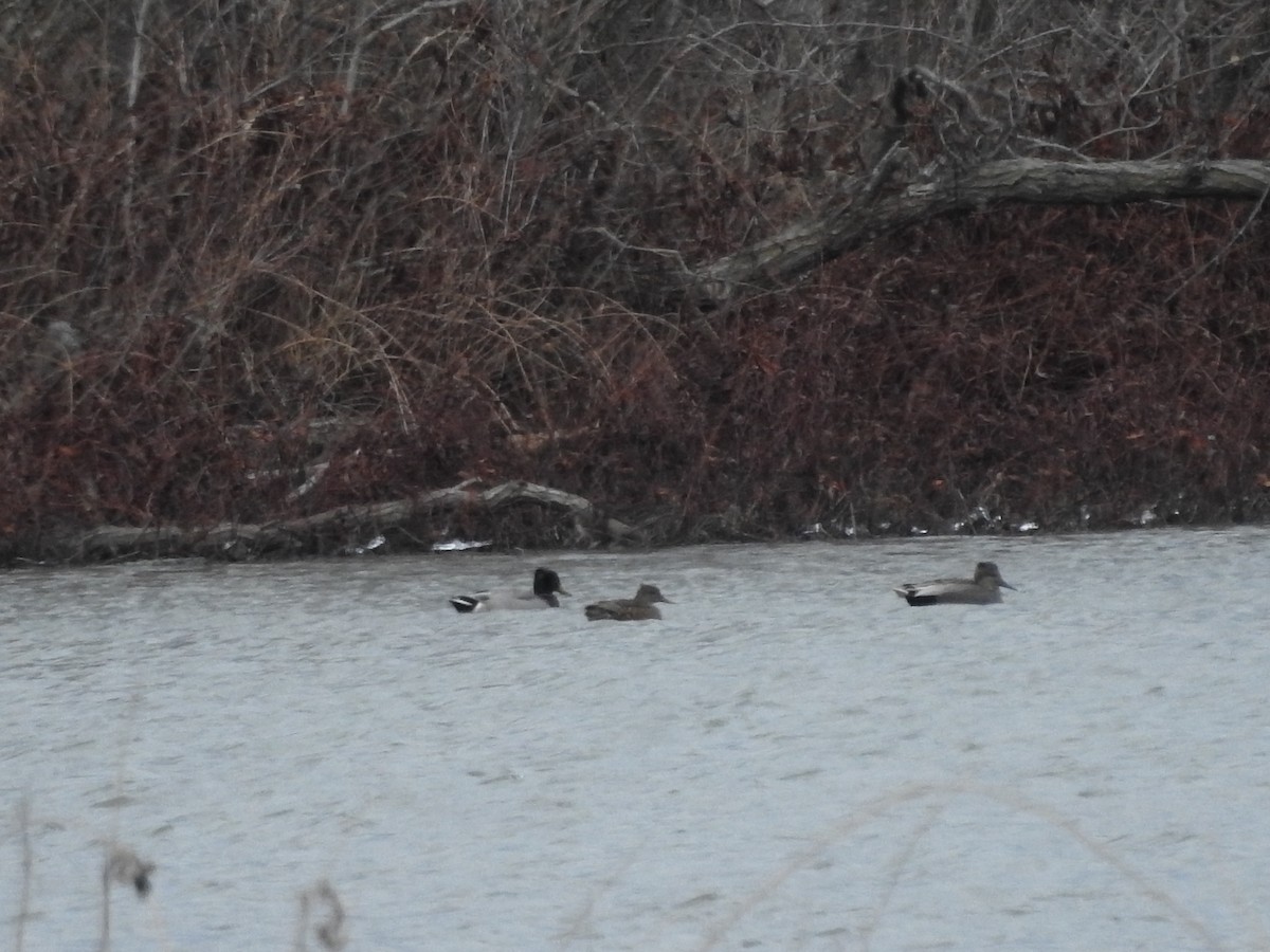 stokkand - ML646094403