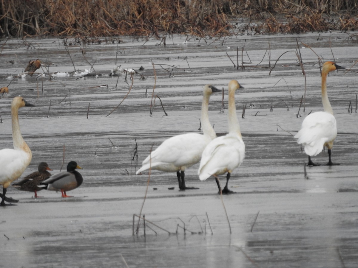 stokkand - ML646094404