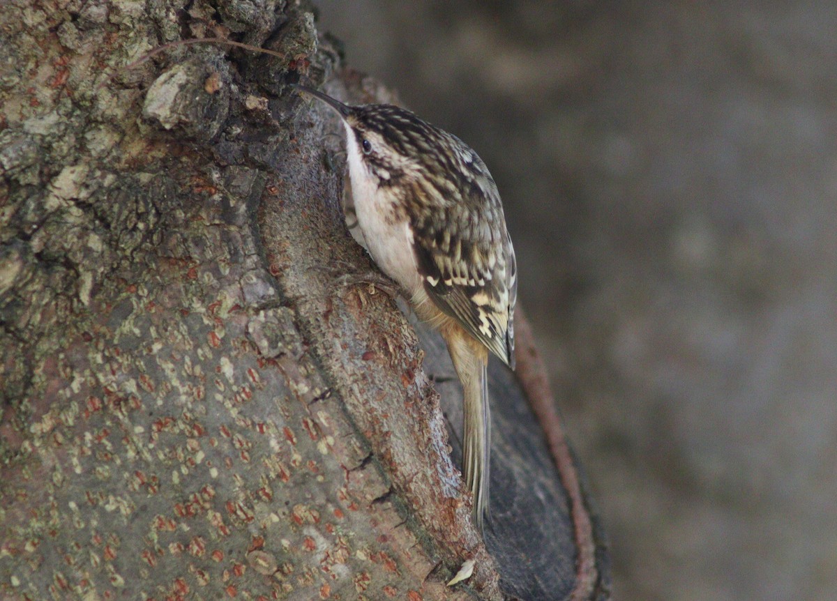 amerikatrekryper - ML646094405