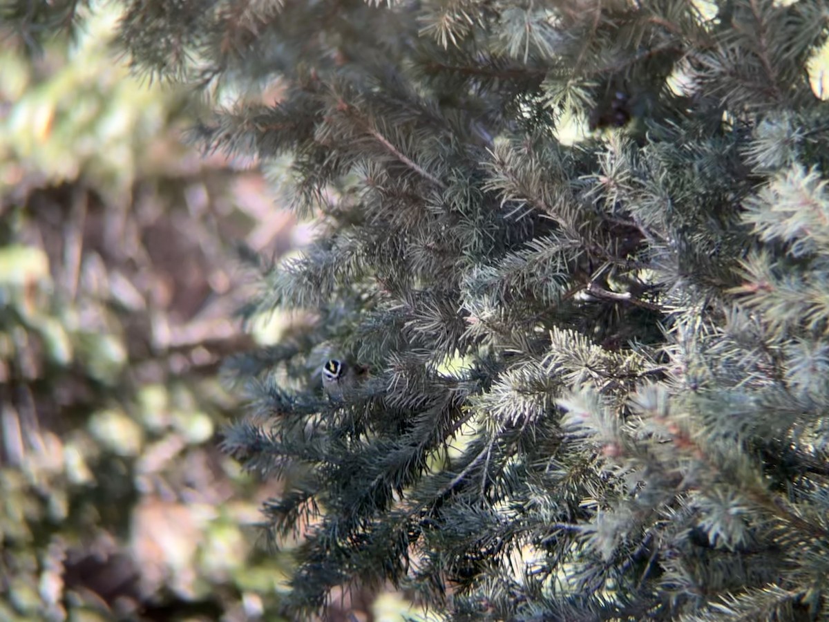 ildkronefuglekonge - ML646094406