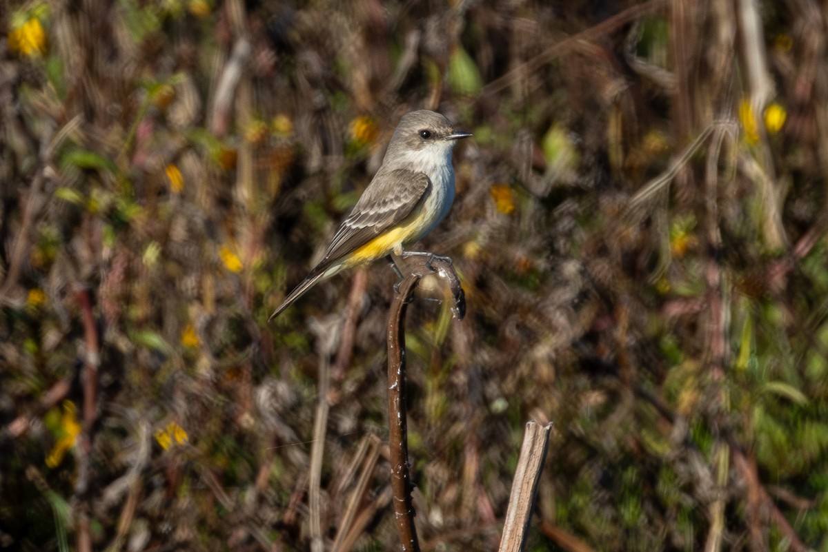 rubintyrann - ML646094407