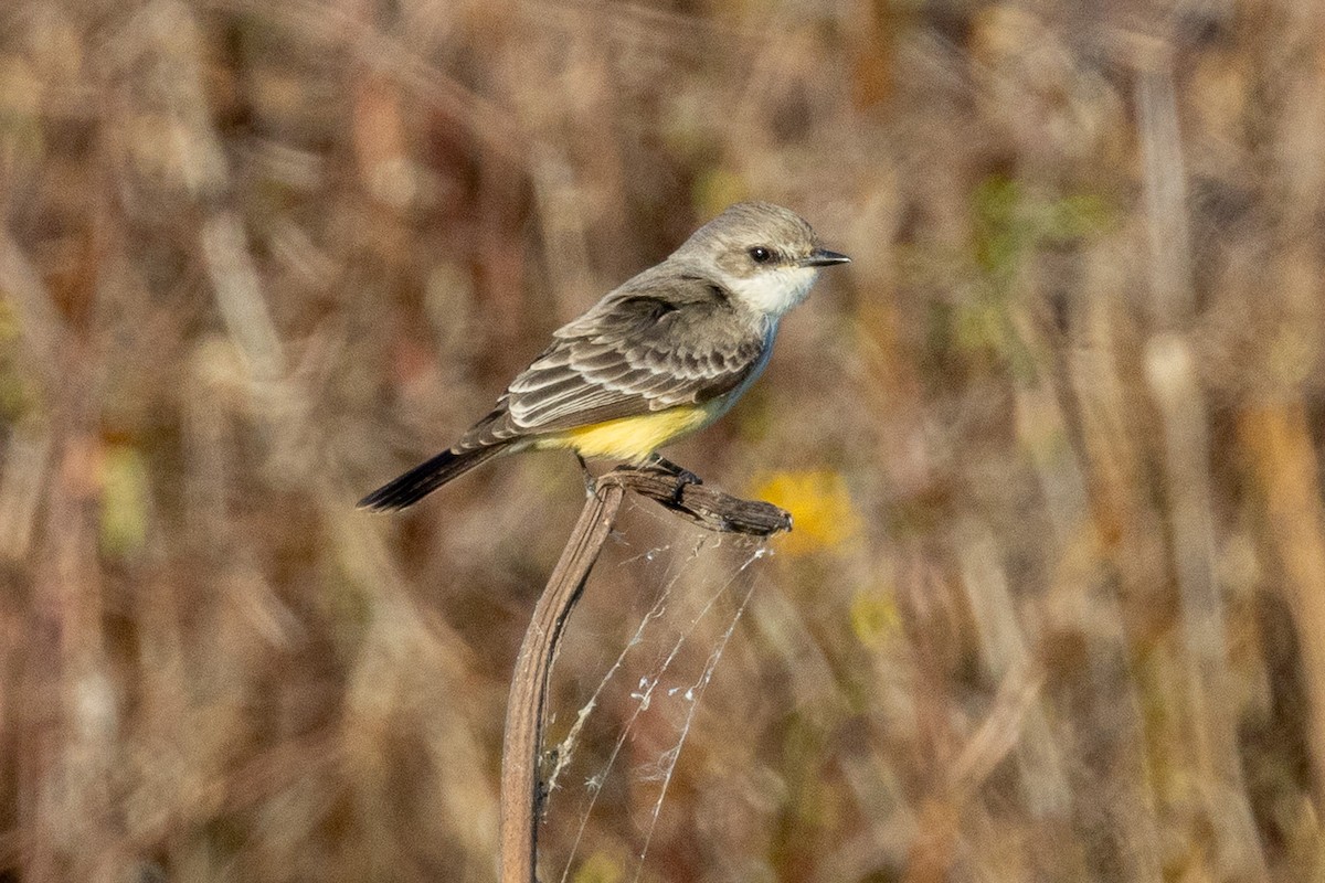 rubintyrann - ML646094408