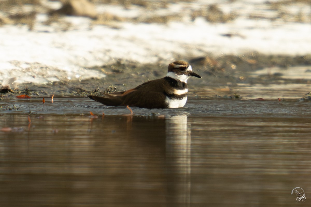 tobeltelo - ML646094409