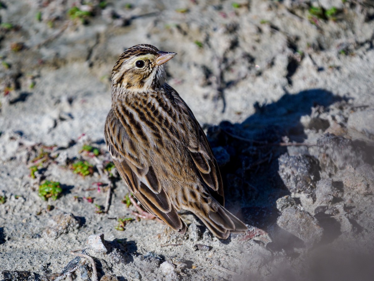 musespurv - ML646094410